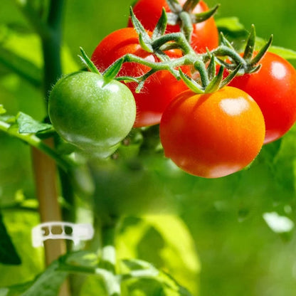 Clipes de suporte de fixação de plantas