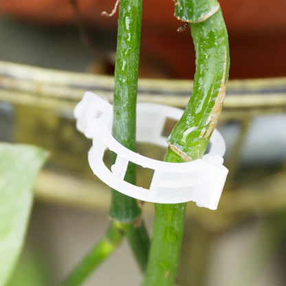 Clips de support de fixation des plantes