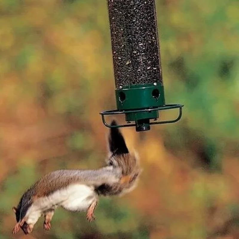 Squirrel-Proil Bird Feeder